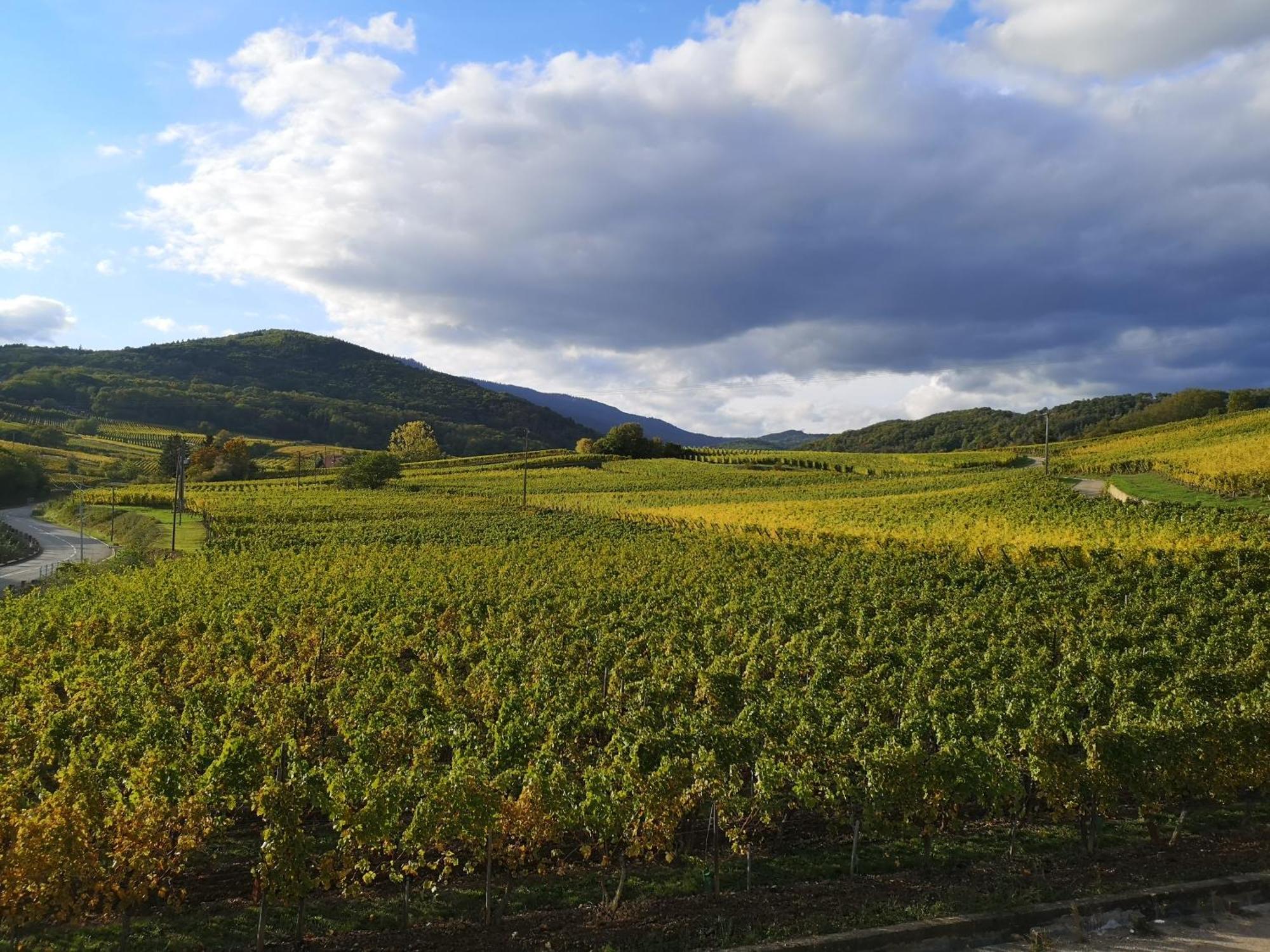 L'Altenberg Bergheim Zewnętrze zdjęcie